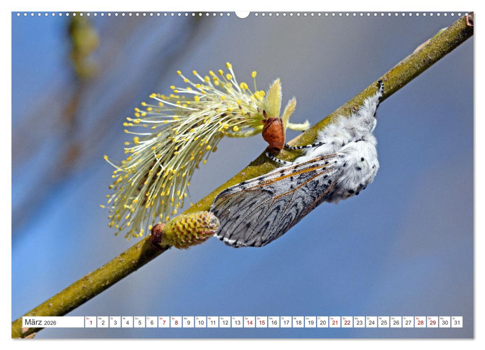 Nachtfalter - heimlich unterwegs, aber unheimlich schön (CALVENDO Wandkalender 2026)