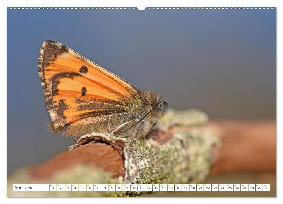 Nachtfalter - heimlich unterwegs, aber unheimlich schön (CALVENDO Wandkalender 2026)