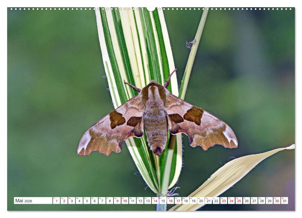 Nachtfalter - heimlich unterwegs, aber unheimlich schön (CALVENDO Wandkalender 2026)