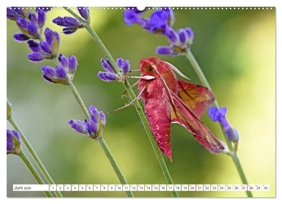 Nachtfalter - heimlich unterwegs, aber unheimlich schön (CALVENDO Wandkalender 2026)