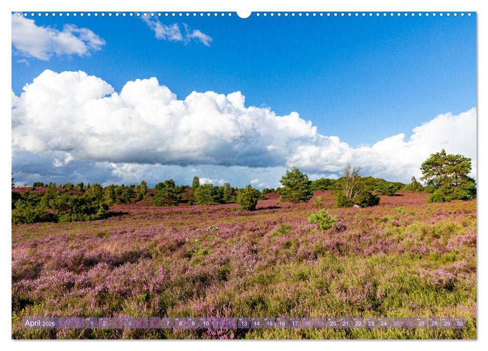 Im Blütenrausch der Lüneburger Heide (CALVENDO Premium Wandkalender 2026)