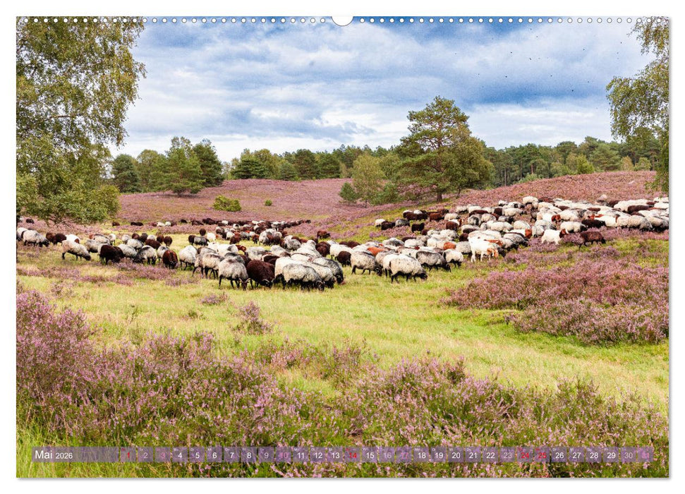 Im Blütenrausch der Lüneburger Heide (CALVENDO Premium Wandkalender 2026)