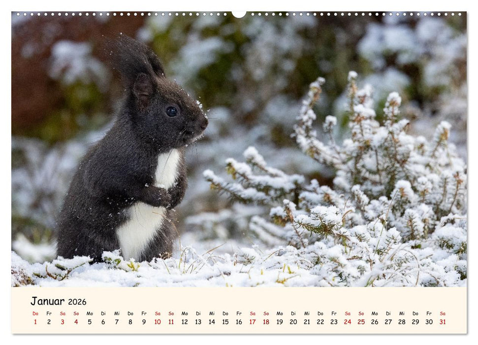 Oachkatzl (CALVENDO Premium Wandkalender 2026)