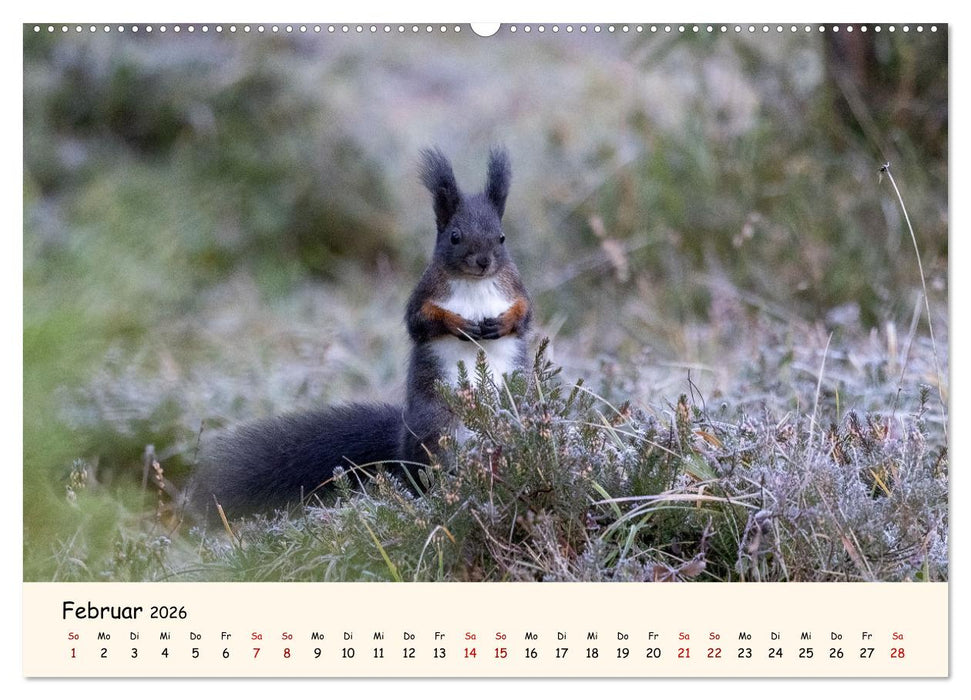 Oachkatzl (CALVENDO Premium Wandkalender 2026)