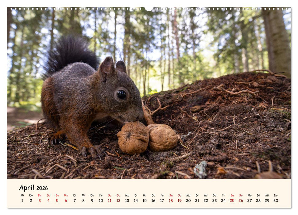 Oachkatzl (CALVENDO Premium Wandkalender 2026)