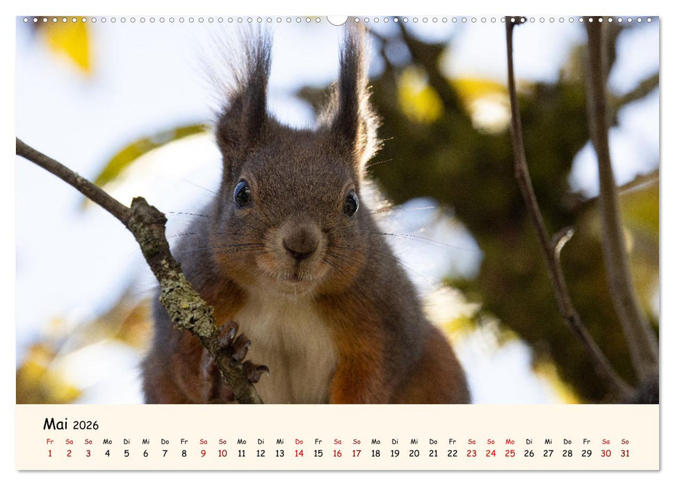 Oachkatzl (CALVENDO Premium Wandkalender 2026)