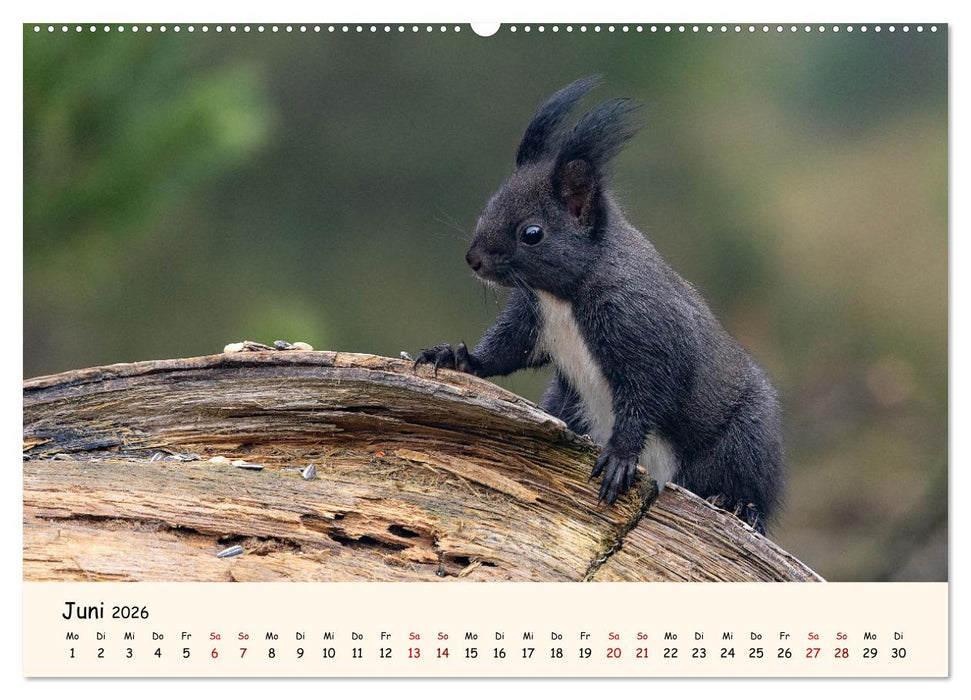 Oachkatzl (CALVENDO Premium Wandkalender 2026)