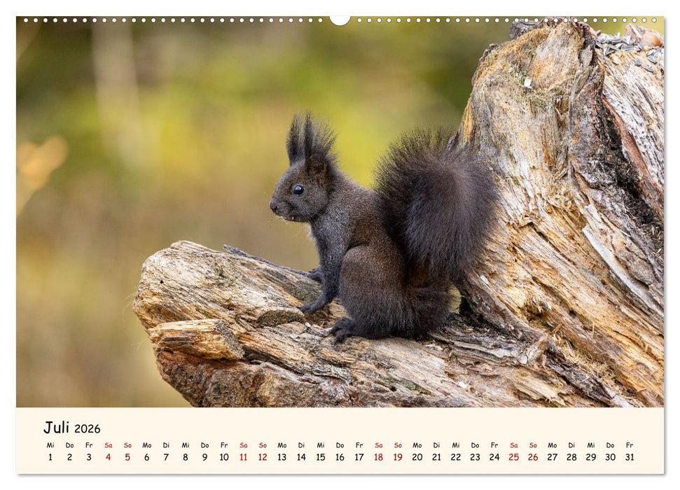 Oachkatzl (CALVENDO Premium Wandkalender 2026)