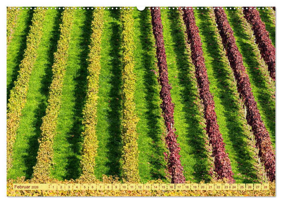 Farbenprächtige Weinberge (CALVENDO Premium Wandkalender 2026)