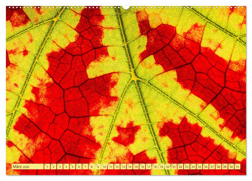 Farbenprächtige Weinberge (CALVENDO Premium Wandkalender 2026)