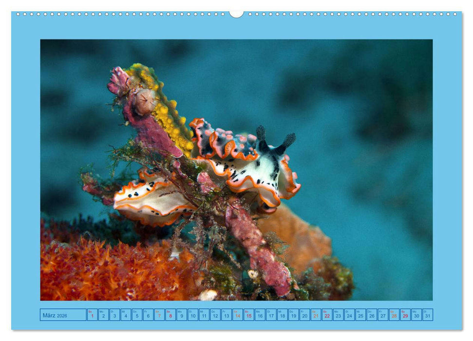 Meeres-Schnecken (CALVENDO Wandkalender 2026)