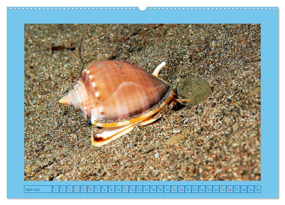 Meeres-Schnecken (CALVENDO Wandkalender 2026)