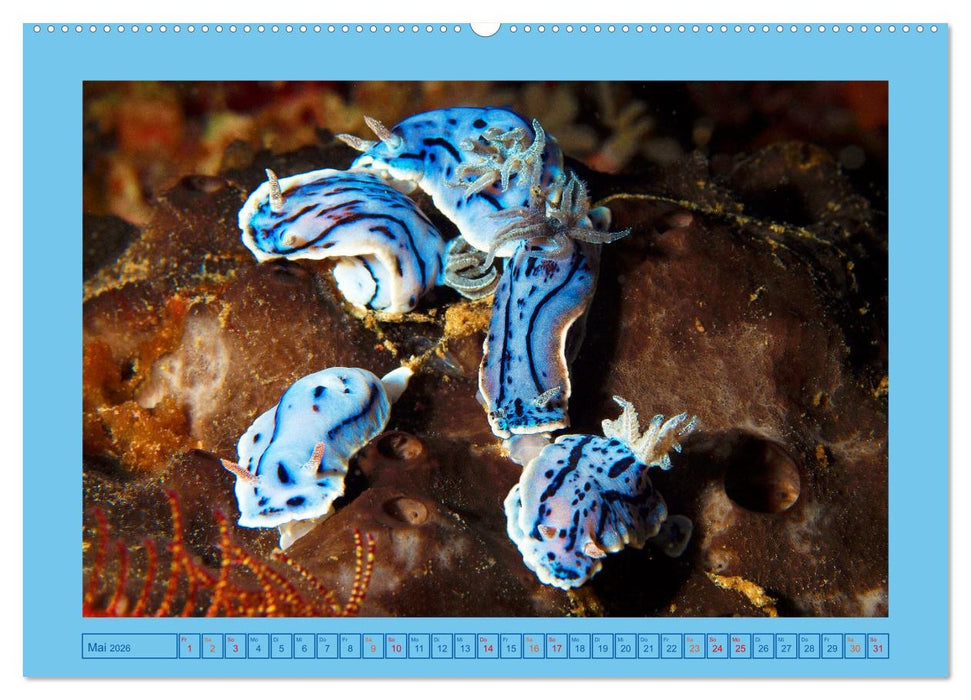 Meeres-Schnecken (CALVENDO Wandkalender 2026)