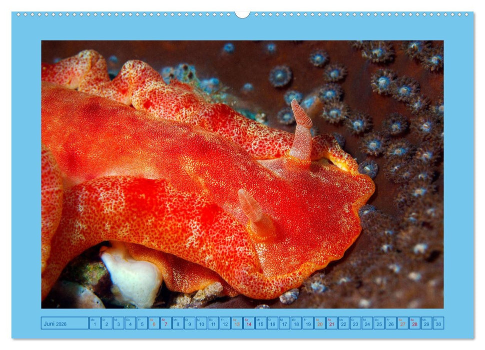 Meeres-Schnecken (CALVENDO Wandkalender 2026)