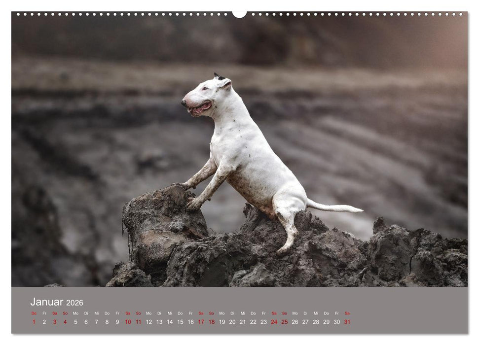 Fantastische Bullterrier - Sieger im Herzen (CALVENDO Wandkalender 2026)