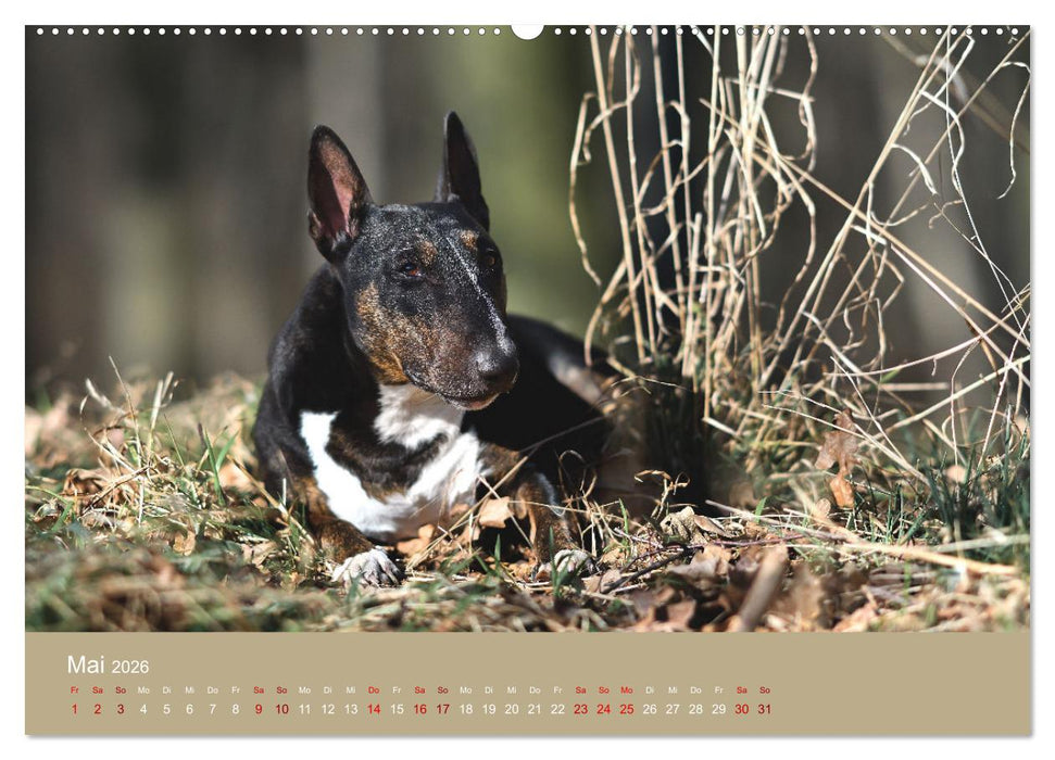 Fantastische Bullterrier - Sieger im Herzen (CALVENDO Wandkalender 2026)