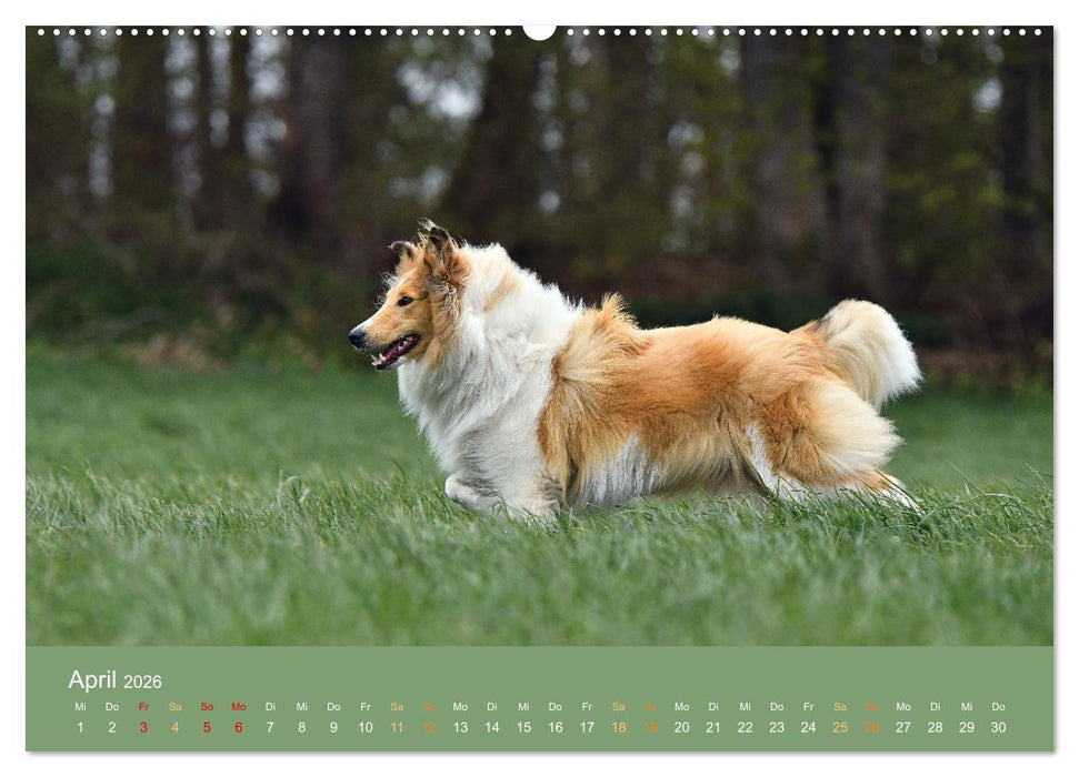 Fantastische Collies - Sieger der Herzen (CALVENDO Wandkalender 2026)