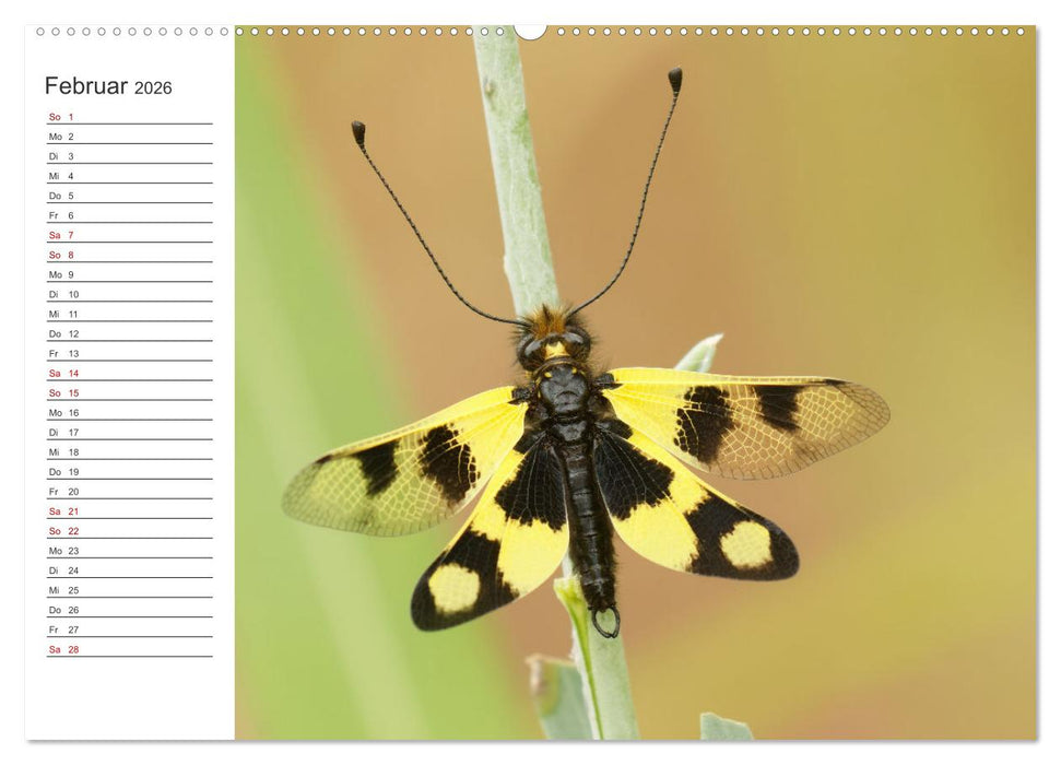 Faszinierendes Bulgarien (CALVENDO Wandkalender 2026)