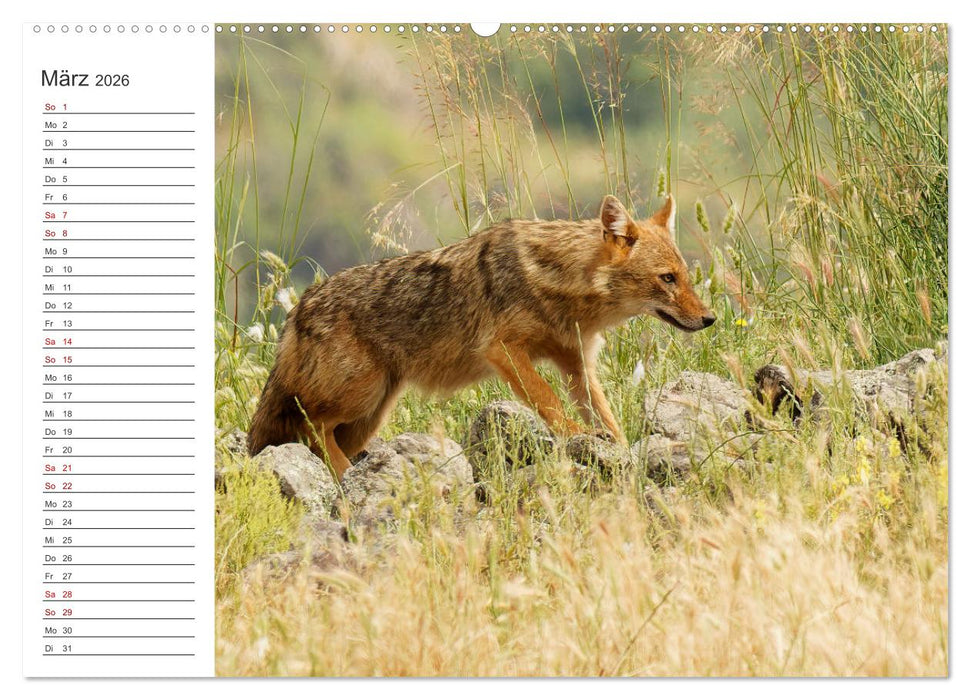 Faszinierendes Bulgarien (CALVENDO Wandkalender 2026)