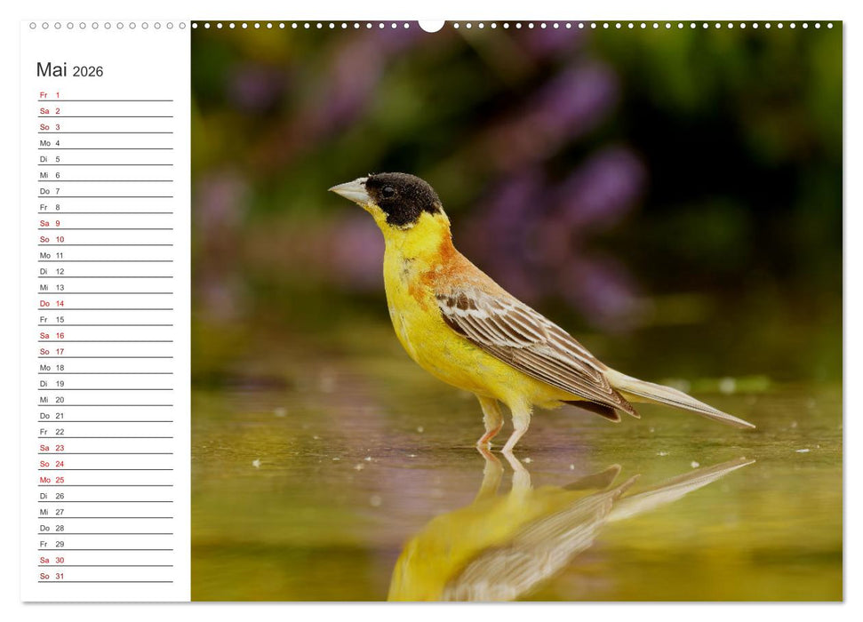 Faszinierendes Bulgarien (CALVENDO Wandkalender 2026)