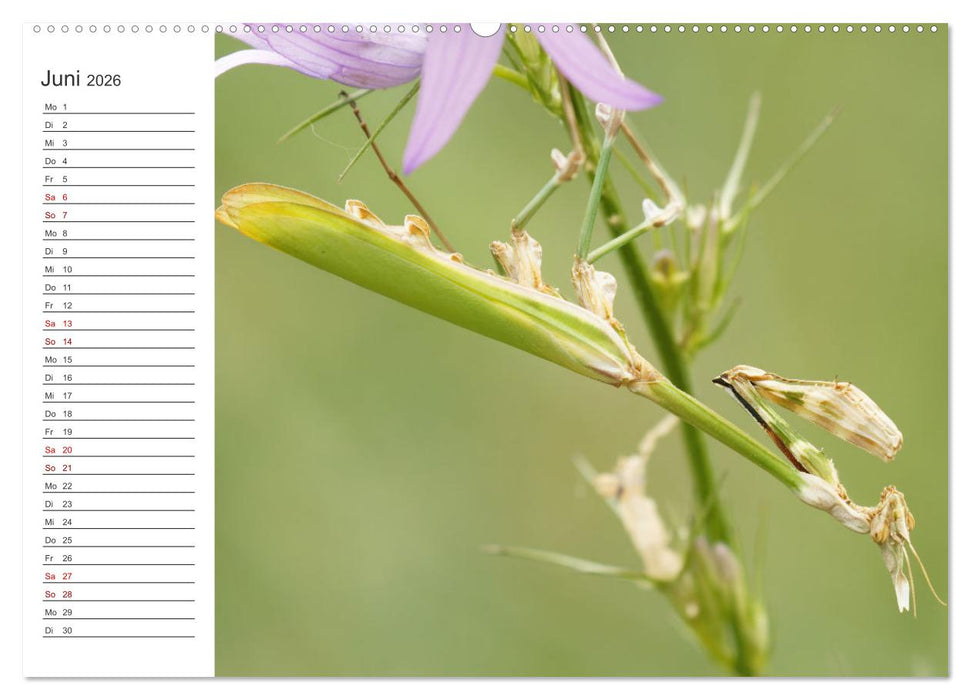Faszinierendes Bulgarien (CALVENDO Wandkalender 2026)