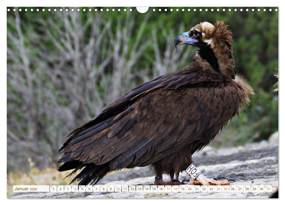 Geier - die Gesundheitspolizei! (CALVENDO Wandkalender 2026)