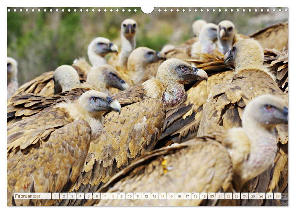 Geier - die Gesundheitspolizei! (CALVENDO Wandkalender 2026)