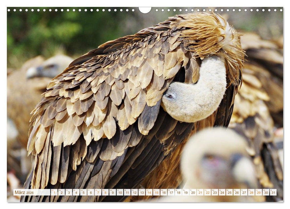 Geier - die Gesundheitspolizei! (CALVENDO Wandkalender 2026)