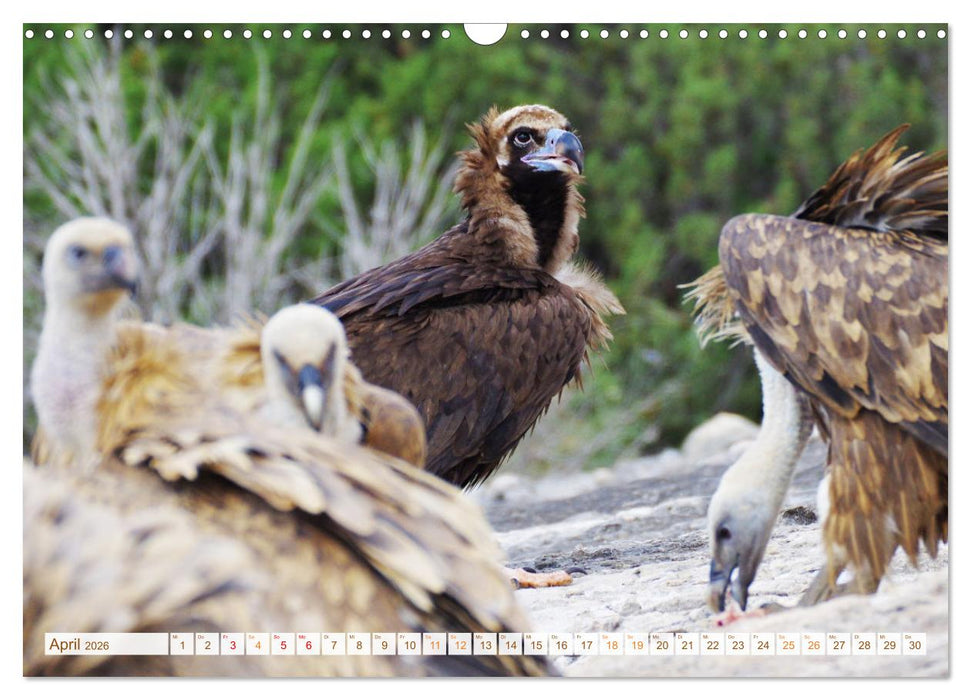 Geier - die Gesundheitspolizei! (CALVENDO Wandkalender 2026)
