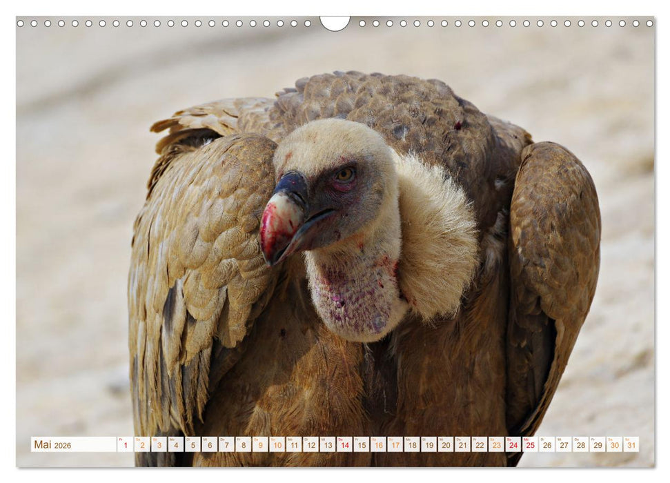 Geier - die Gesundheitspolizei! (CALVENDO Wandkalender 2026)