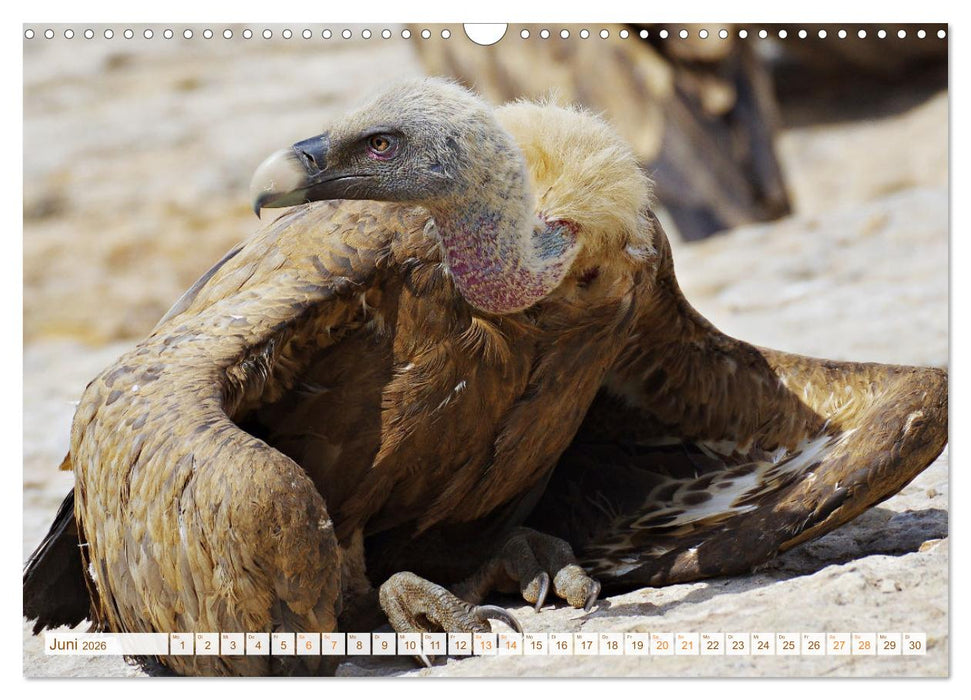 Geier - die Gesundheitspolizei! (CALVENDO Wandkalender 2026)