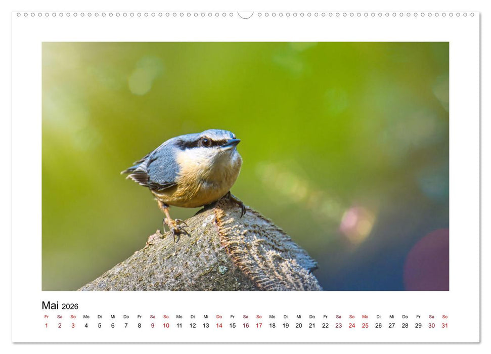 Flinke Kleiber (CALVENDO Wandkalender 2026)