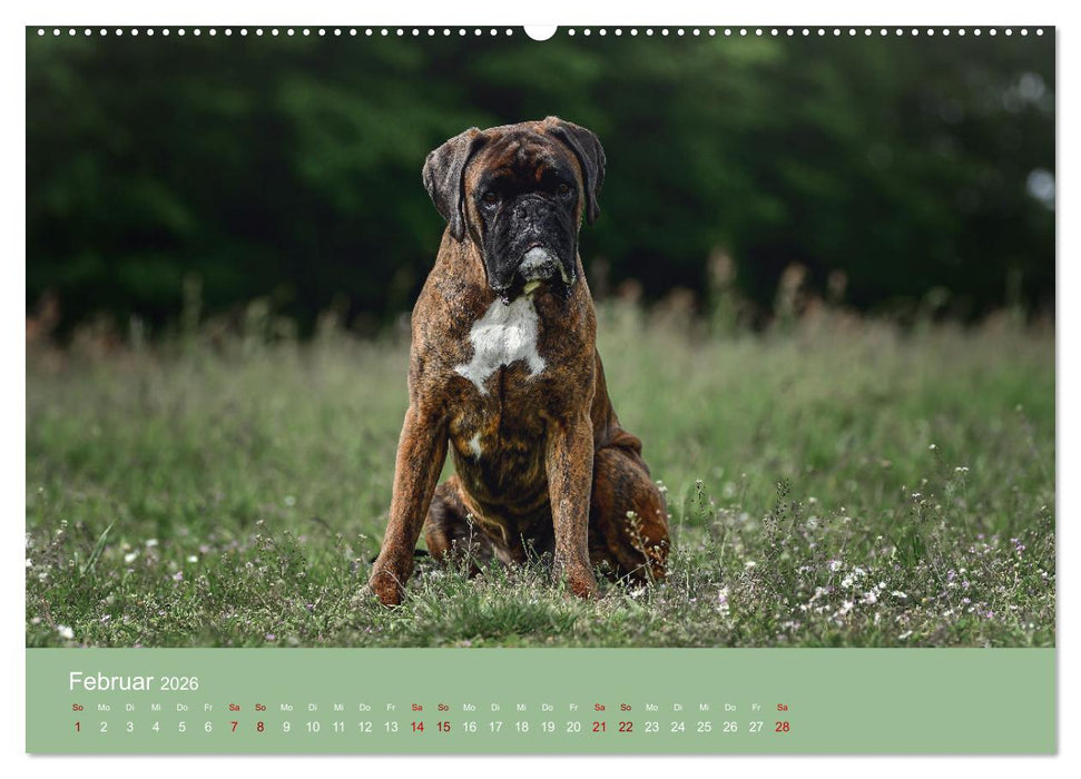 Fantastische Boxer - Sieger der Herzen (CALVENDO Premium Wandkalender 2026)