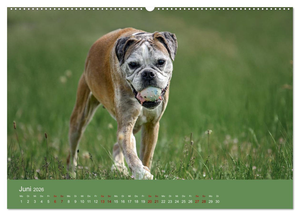 Fantastische Boxer - Sieger der Herzen (CALVENDO Premium Wandkalender 2026)