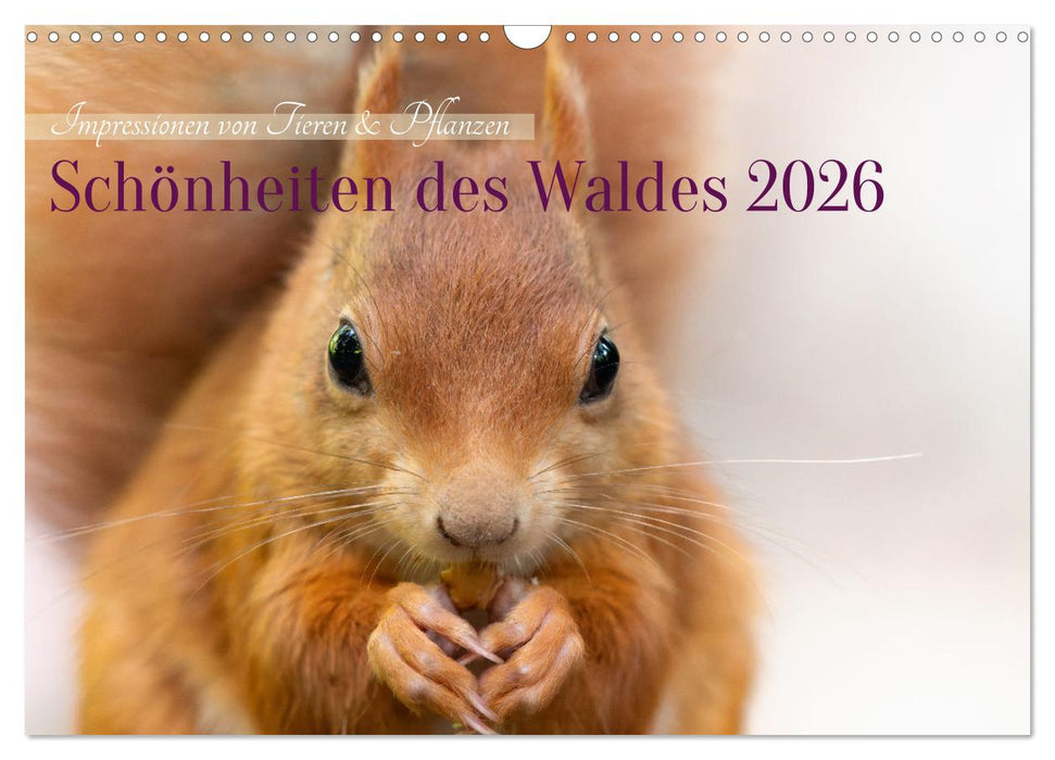 Schönheiten des Waldes (CALVENDO Wandkalender 2026)