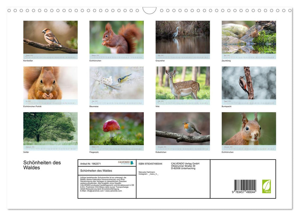 Schönheiten des Waldes (CALVENDO Wandkalender 2026)