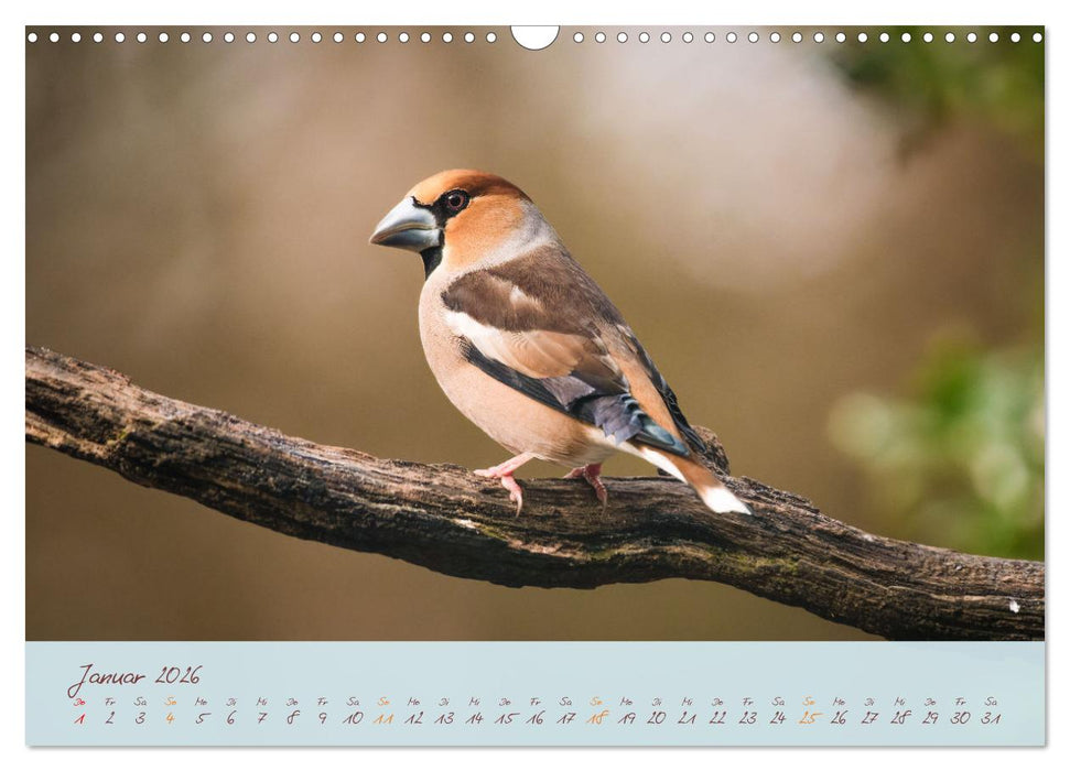 Schönheiten des Waldes (CALVENDO Wandkalender 2026)