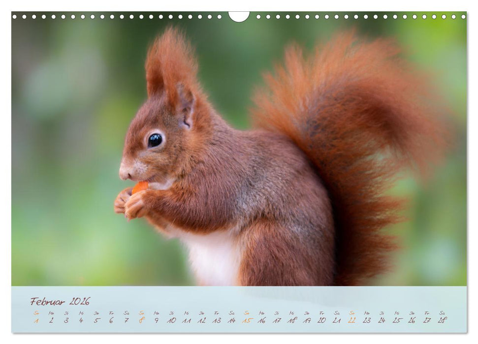 Schönheiten des Waldes (CALVENDO Wandkalender 2026)