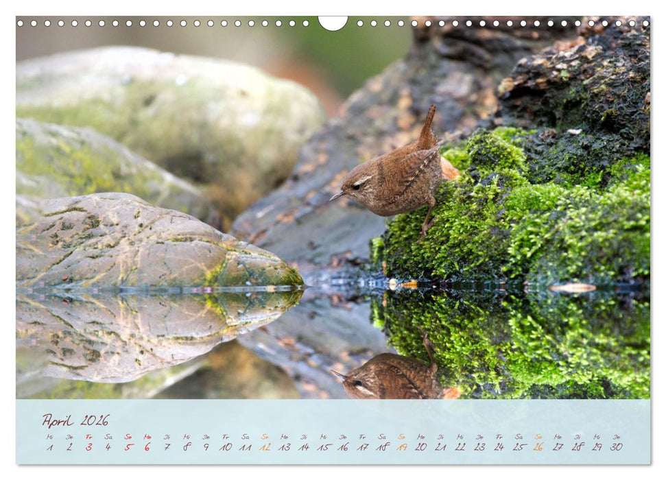 Schönheiten des Waldes (CALVENDO Wandkalender 2026)