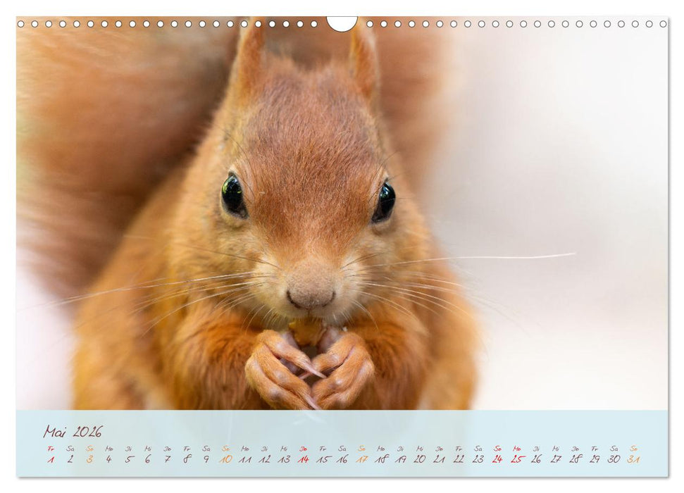 Schönheiten des Waldes (CALVENDO Wandkalender 2026)