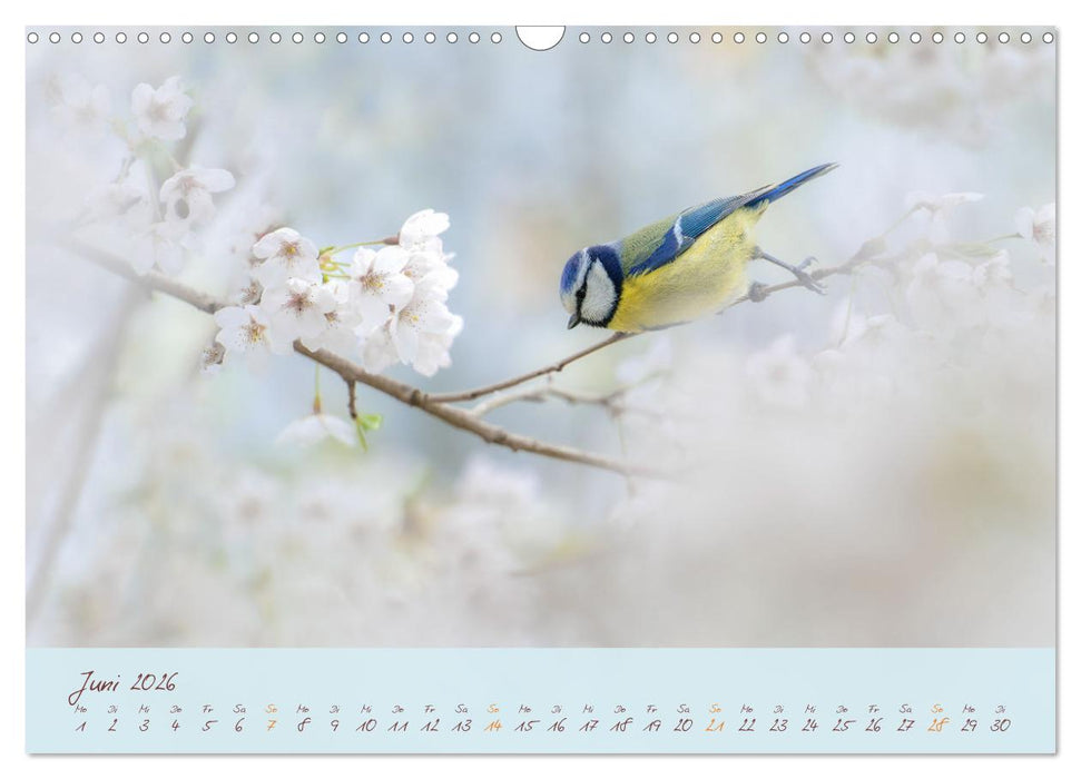 Schönheiten des Waldes (CALVENDO Wandkalender 2026)