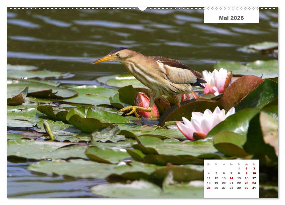 Zwei Tierfotografen Zwölf Highlights (CALVENDO Wandkalender 2026)