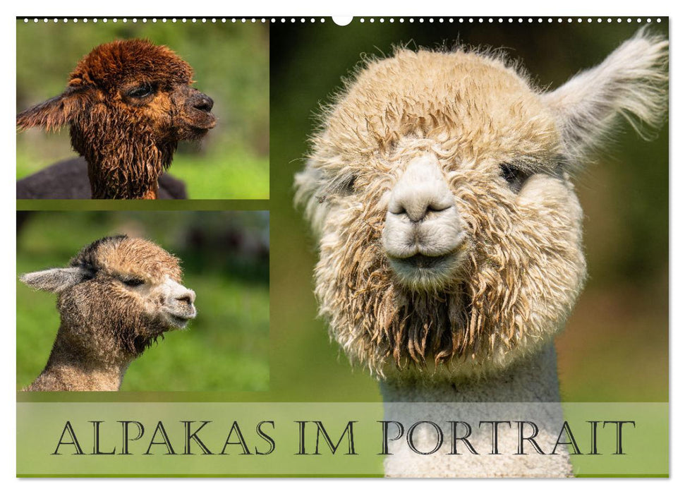 Alpakas im Portrait (CALVENDO Wandkalender 2026)