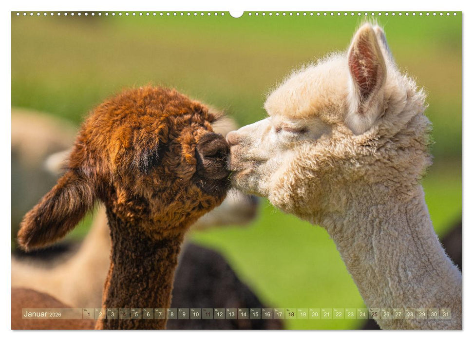 Alpakas im Portrait (CALVENDO Wandkalender 2026)