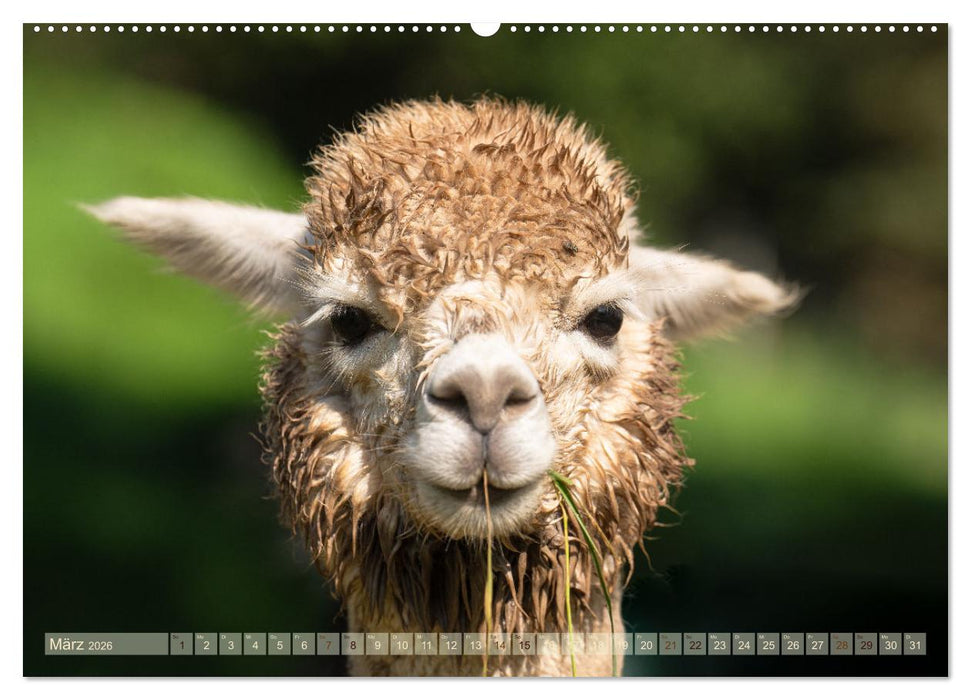 Alpakas im Portrait (CALVENDO Wandkalender 2026)