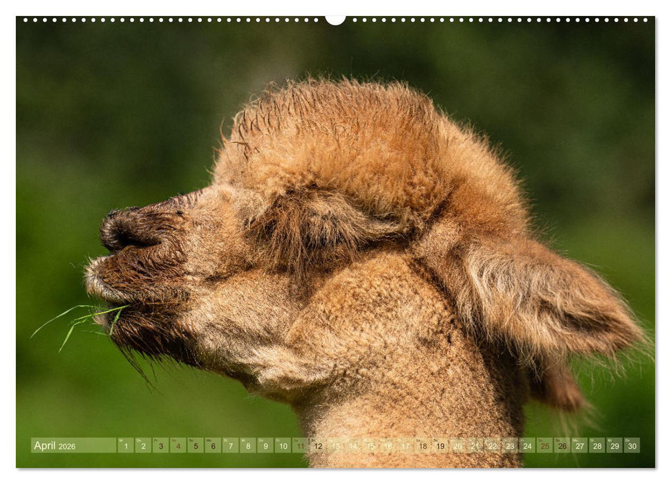 Alpakas im Portrait (CALVENDO Wandkalender 2026)