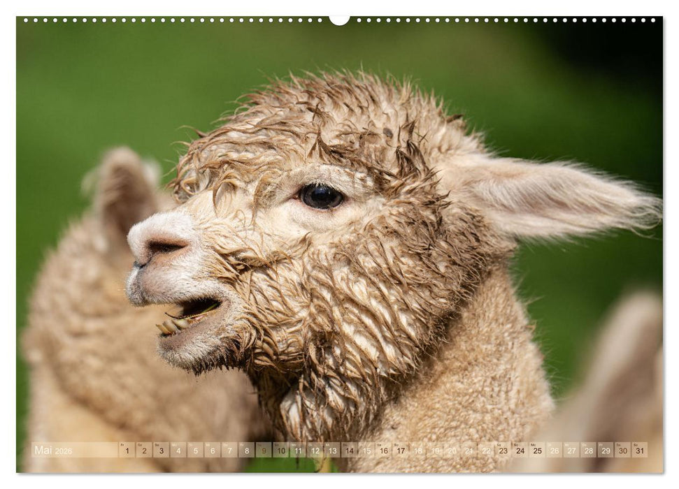 Alpakas im Portrait (CALVENDO Wandkalender 2026)