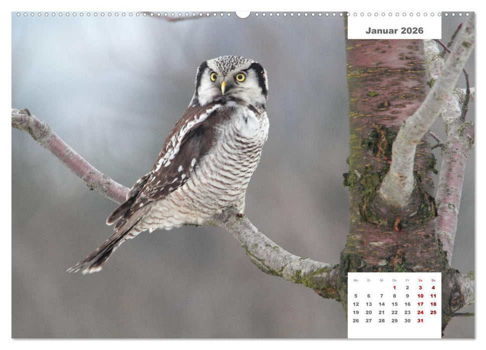 Zwei Tierfotografen Zwölf Highlights (CALVENDO Premium Wandkalender 2026)