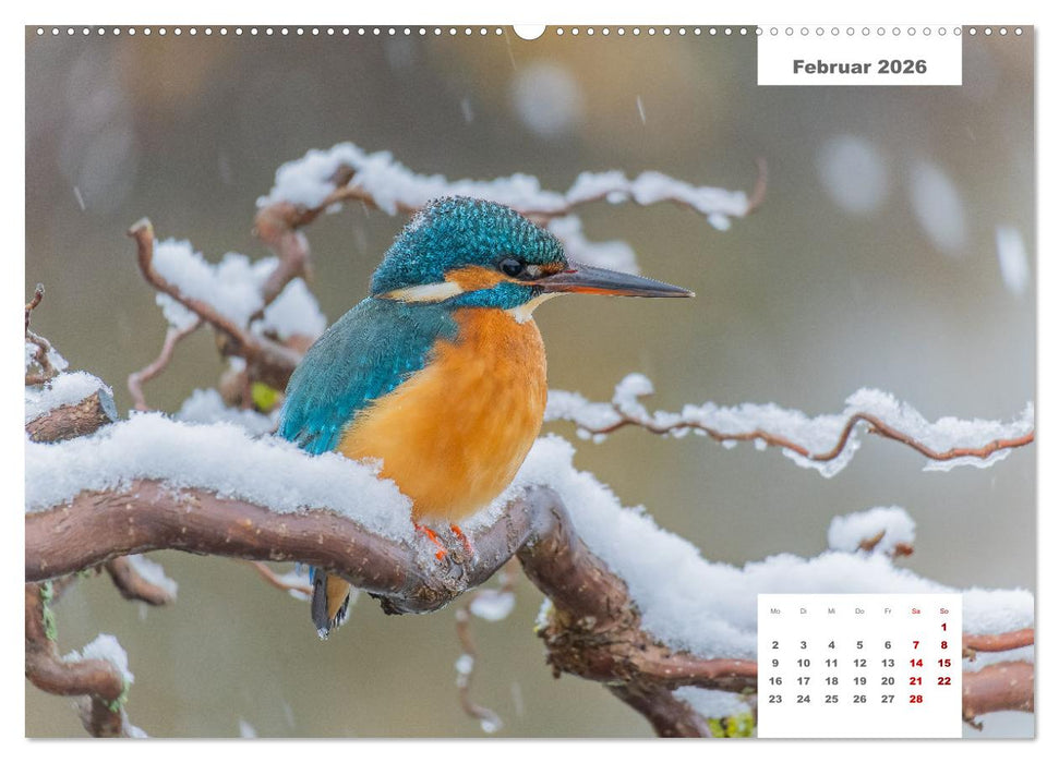 Zwei Tierfotografen Zwölf Highlights (CALVENDO Premium Wandkalender 2026)