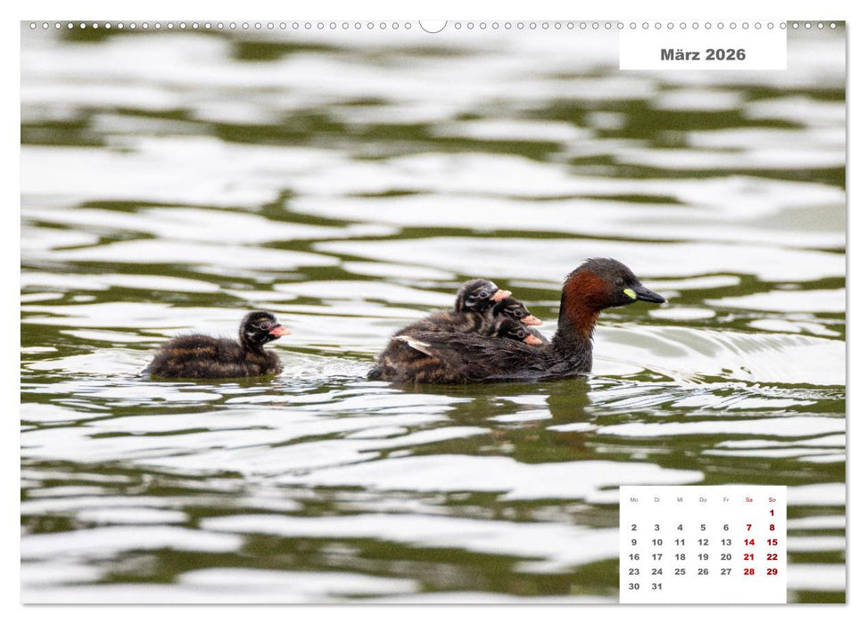 Zwei Tierfotografen Zwölf Highlights (CALVENDO Premium Wandkalender 2026)